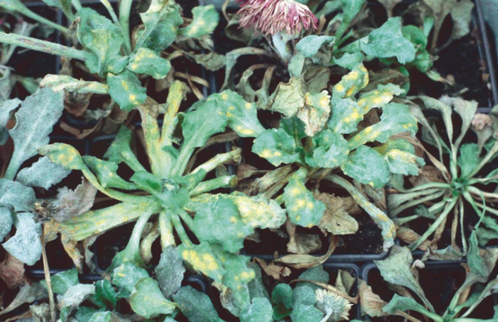 Bellis rust – severe rust infection leading to unmarketable plants. Courtesy and copyright of ADAS Horticulture